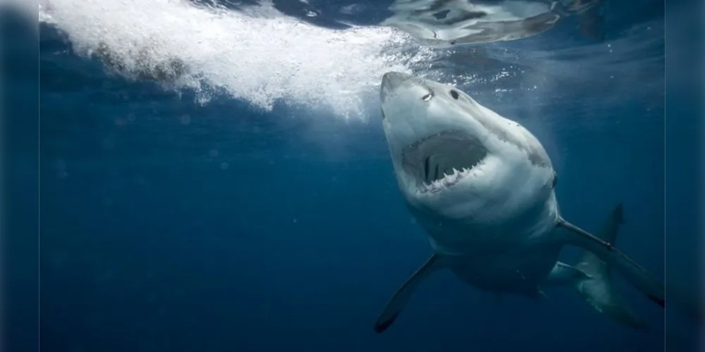 Imagem ilustrativa da imagem Você já comeu tubarão? Provavelmente, sim!