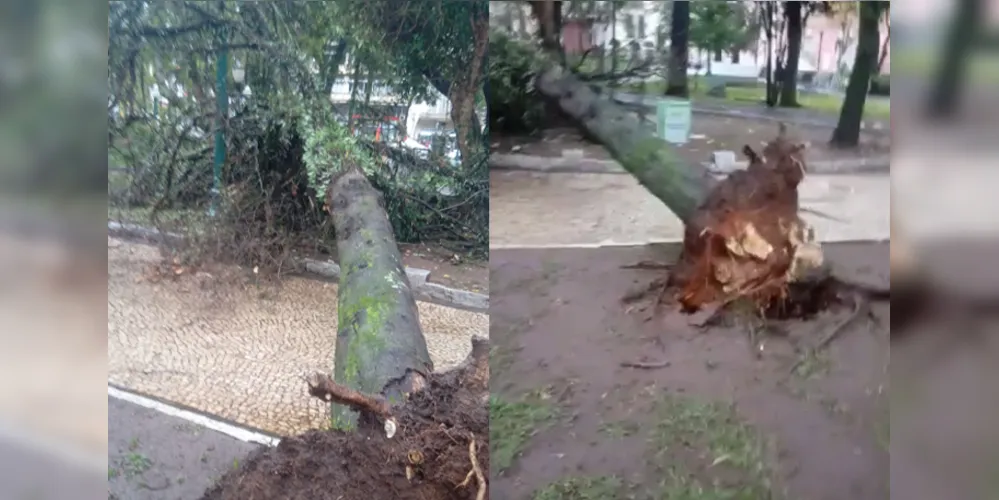 Árvore caiu nesta tarde na Praça Barão do Rio Branco