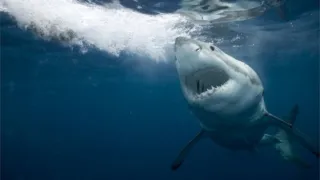 Imagem ilustrativa da imagem Você já comeu tubarão? Provavelmente, sim!