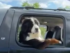 Um cão fazendo a famosa pose "braço de caminhoneiro", com apenas uma das patas para fora, não é algo que vemos todos os dias