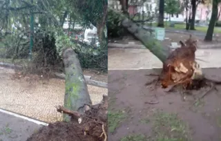 Árvore caiu nesta tarde na Praça Barão do Rio Branco