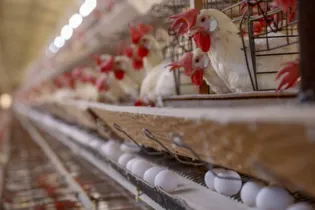 Produção de frango deverá render um VBP de R$ 34,5 bilhões em 2021, mais que o dobro de Santa Catarina (R$ 14 bilhões)