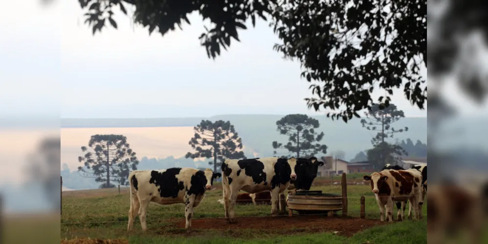 Bacia leiteira cresceu nas últimas décadas nos Campos Gerais