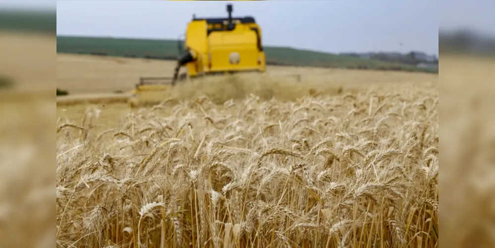 Em 2020, em uma área de 30 mil hectares, a cidade produziu pouco mais de 15% de toda a colheita paranaense de trigo

