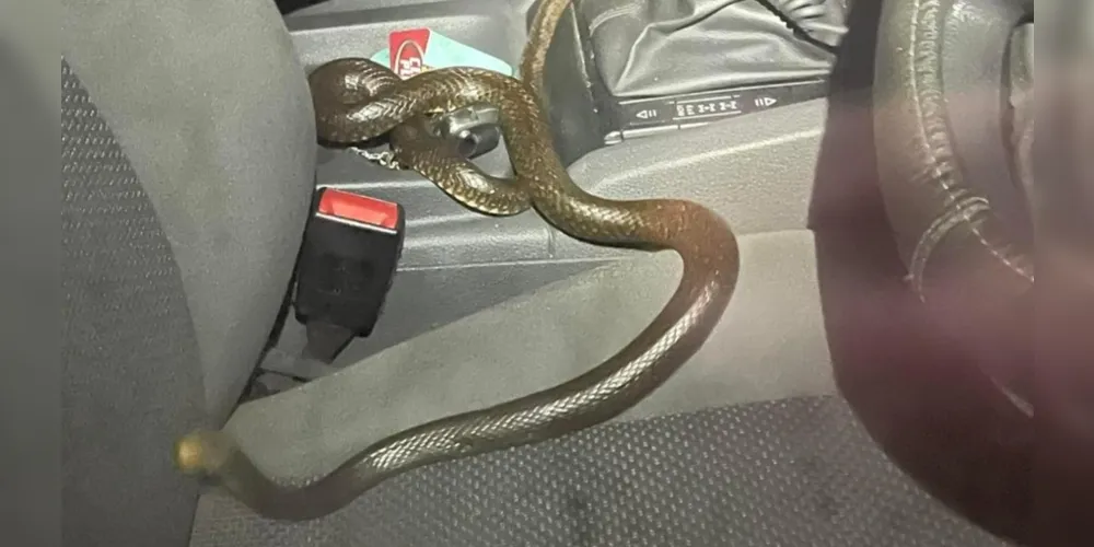 Motorista demorou para ver a serpente, que tem o segundo veneno mais perigoso do mundo