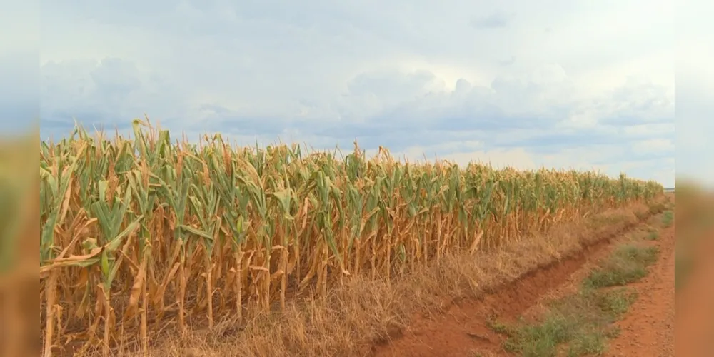 Seca no Sul do país gerou perdas em lavouras de soja e milho, elevando preços dos grãos, que são ração para aves. Com isso, valor do frango pode subir mais