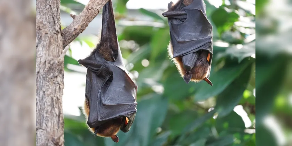 Um morcego infectado com raiva foi encontrado no centro de Ponta Grossa.