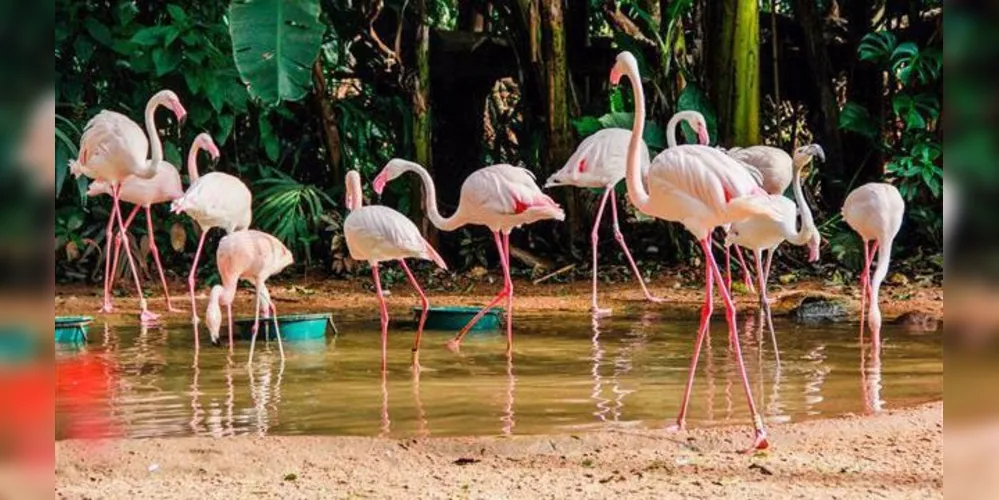 Grande parte da colônia residia no Parque há 26 anos, descendentes de flamingos resgatados na África