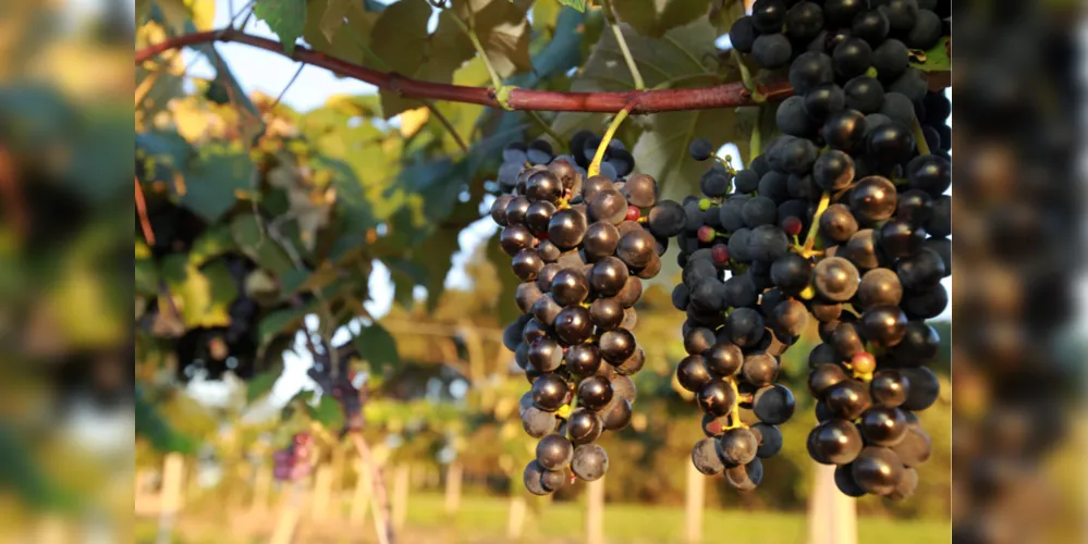 Imagem ilustrativa da imagem PR é o sexto maior produtor de uva do Brasil