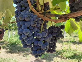 Antecipação da comercialização da uva foi anunciada pelo secretário de Agricultura.