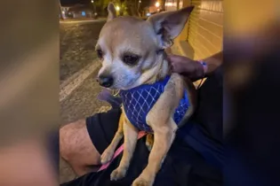 Família oferece recompensa de R$ 500 para quem encontrar e devolver o cãozinho
