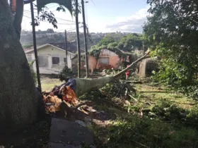 Imagem ilustrativa da imagem Forte temporal causa dezenas de estragos em Ponta Grossa