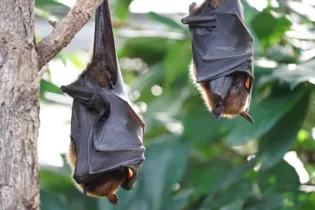 Um morcego infectado com raiva foi encontrado no centro de Ponta Grossa.