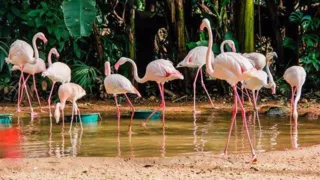 Grande parte da colônia residia no Parque há 26 anos, descendentes de flamingos resgatados na África