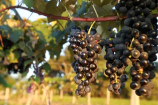 Imagem ilustrativa da imagem PR é o sexto maior produtor de uva do Brasil