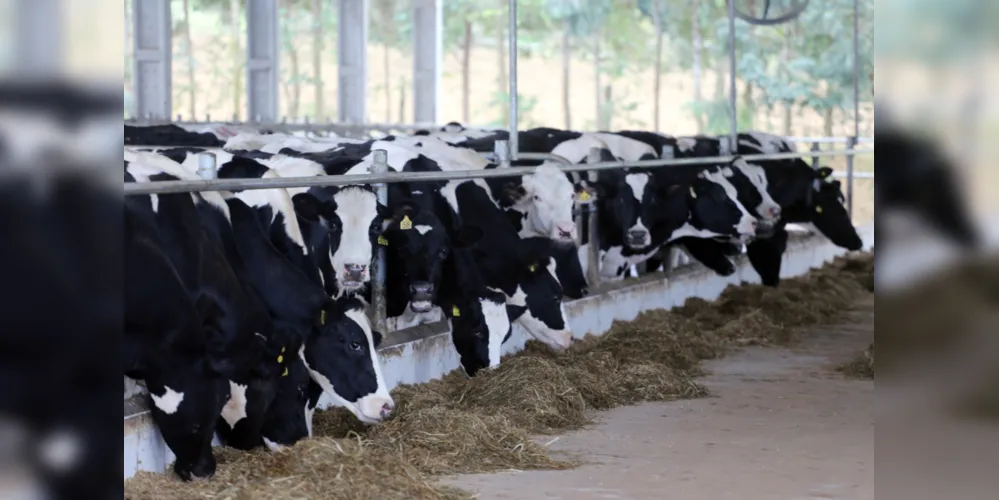 Bacia leiteira da região dos Campos Gerais se destaca em âmbito nacional