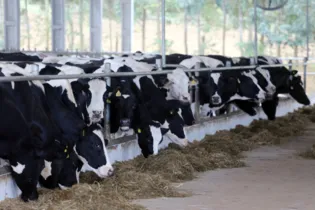 Bacia leiteira da região dos Campos Gerais se destaca em âmbito nacional