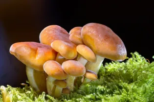 Imagem ilustrativa da imagem Viaje pelo reino dos fungos e conheça suas características