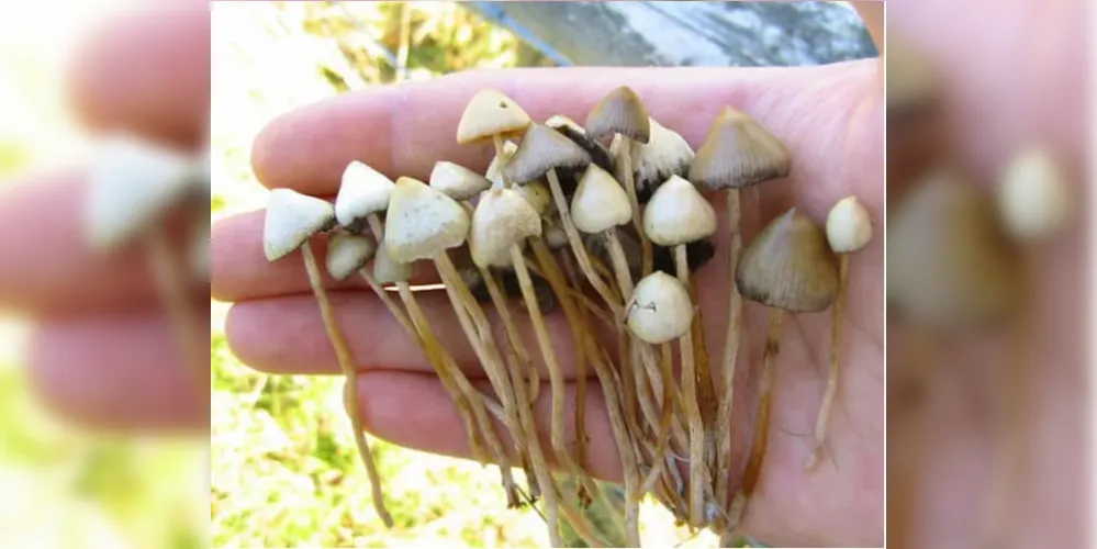 Belos registros dos alunos mostram diversidade de fungos encontrados no dia a dia