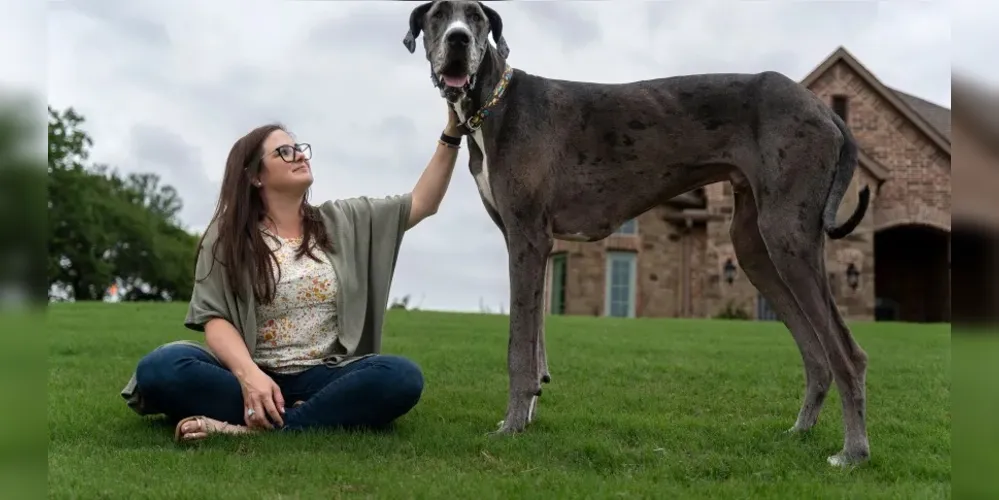 Dogue alemão que vive no Texas tem 1,046 metro de altura