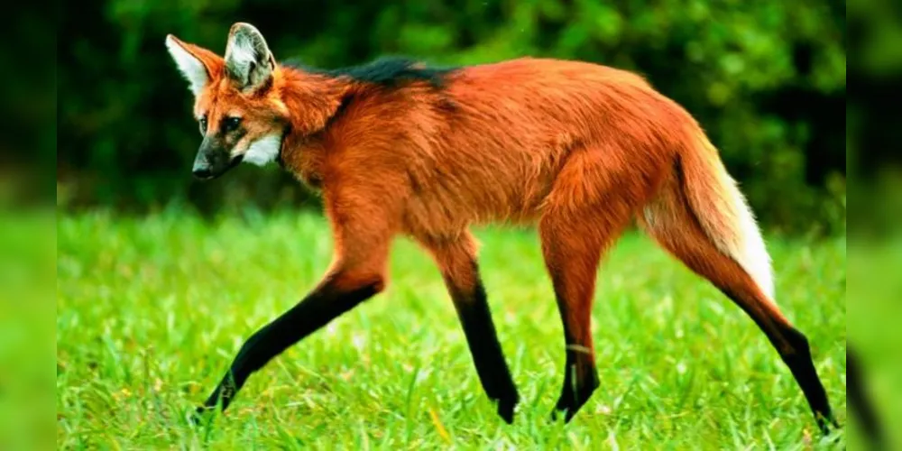 Câmeras registram aparição de lobo-guará no Parque Vila Velha | aRede