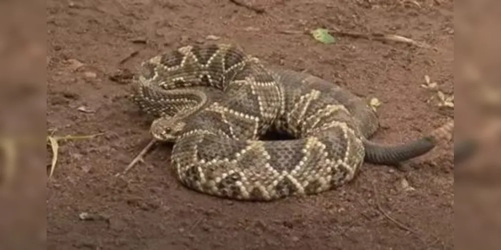 Mulher mordida por cascavel mantinha 110 cobras em casa