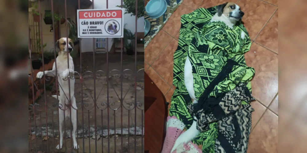 Casal de de Minas Gerais conquistou a internet ao compartilharem a placa feito para Zero, o cão de estimação da família.