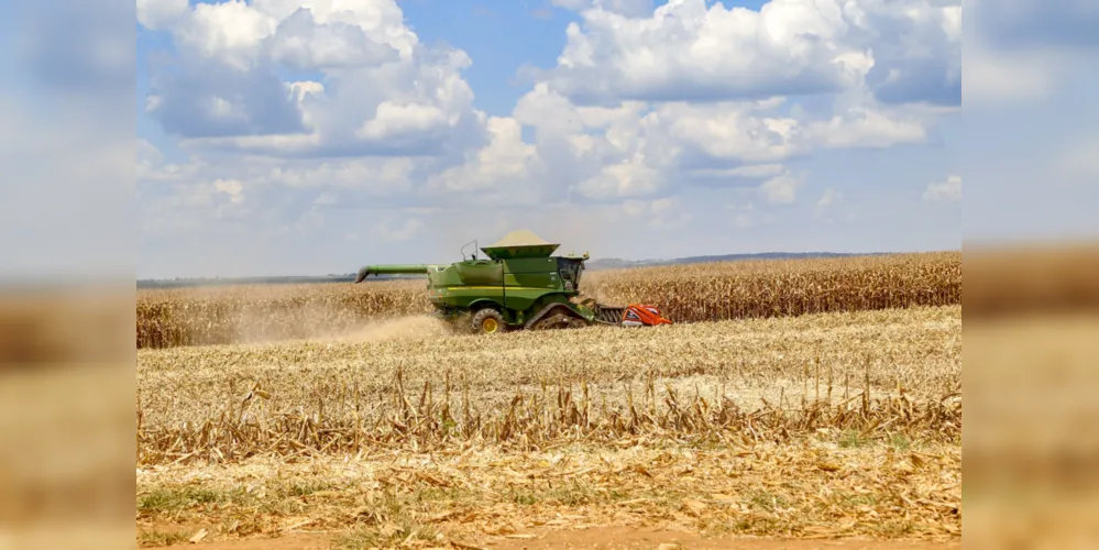 Colheita de milho de segunda safra já foi iniciada nos municípios paranaenses