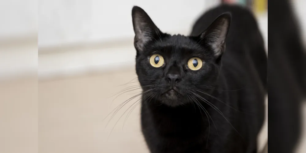 Sexta-feira 13 e gatos pretos: animais correm perigo