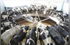 Custo de produção de leite aumenta 62% em dois anos