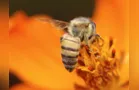 Dia Mundial das Abelhas é tema da 42ª videoaula do Vamos Ler