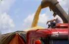 Produção de milho no Paraná será recorde nesta safra