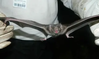 Em dois casos, doença foi causada por mordida de um mesmo morcego