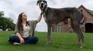 Dogue alemão que vive no Texas tem 1,046 metro de altura