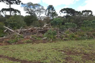 Fiscalização do IAT identifica 336 hectares de desmatamento e resulta em multas de R$2,33 milhões.