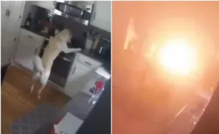 Cachorro incendeia casa após ligar as chamas do fogão
