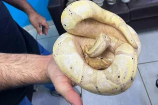 Polícia Militar do Paraná apreende animais silvestres e grande variedade de cobras
