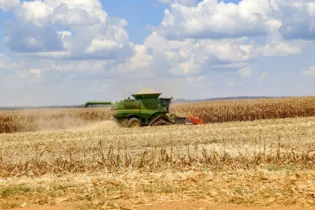 Alta na produção de milho contribui para o crescimento da produção estadual e regional