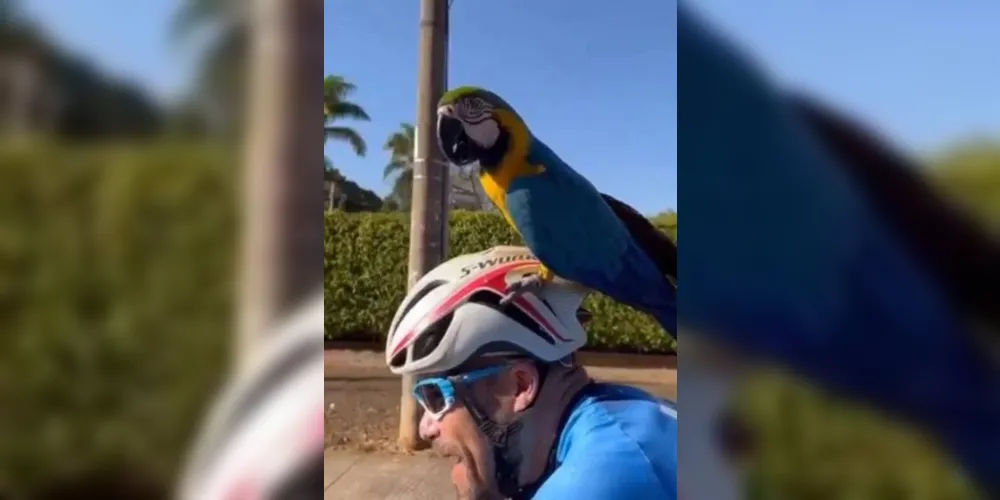 Arara pousa em capacete e “pega carona” com ciclista em Brasília