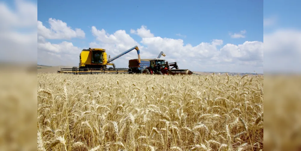 O plantio de trigo é destaque em municípios como Tibagi e Ponta Grossa