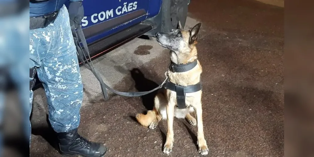 Tróia, cadela do Grupo de Operações com Cães, da Guarda Municipal de Curitiba, ajudou a encontrar a droga