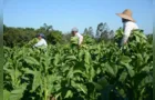 São João do Triunfo é o maior produtor de tabaco do Paraná