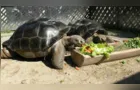 Tartarugas se zangam e se separam após 115 anos