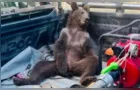 Urso come mel alucinógeno na Turquia e precisa ser resgatado; assista