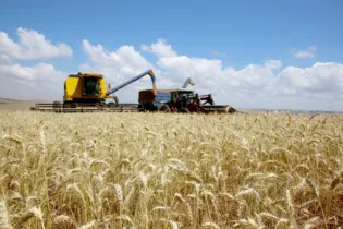 O plantio de trigo é destaque em municípios como Tibagi e Ponta Grossa
