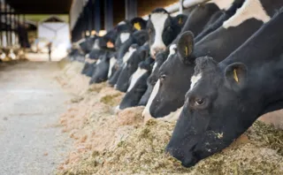 Produção de leite cresceu em Castro e Carambeí se destacou na segunda colocação nacional