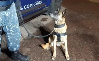 Tróia, cadela do Grupo de Operações com Cães, da Guarda Municipal de Curitiba, ajudou a encontrar a droga
