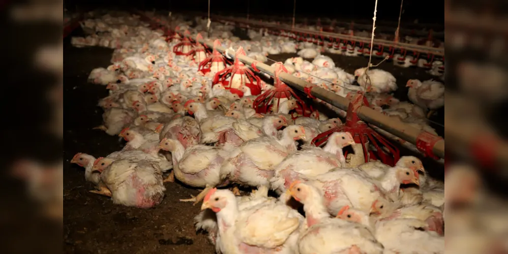 Produtos do agronegócio respondem por 80% das exportações paranaenses, aponta documento do Deral