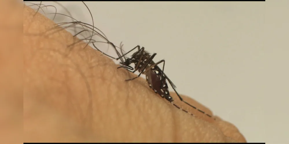 O mosquito Aedes aegypti é transmissor da dengue e de outras doenças