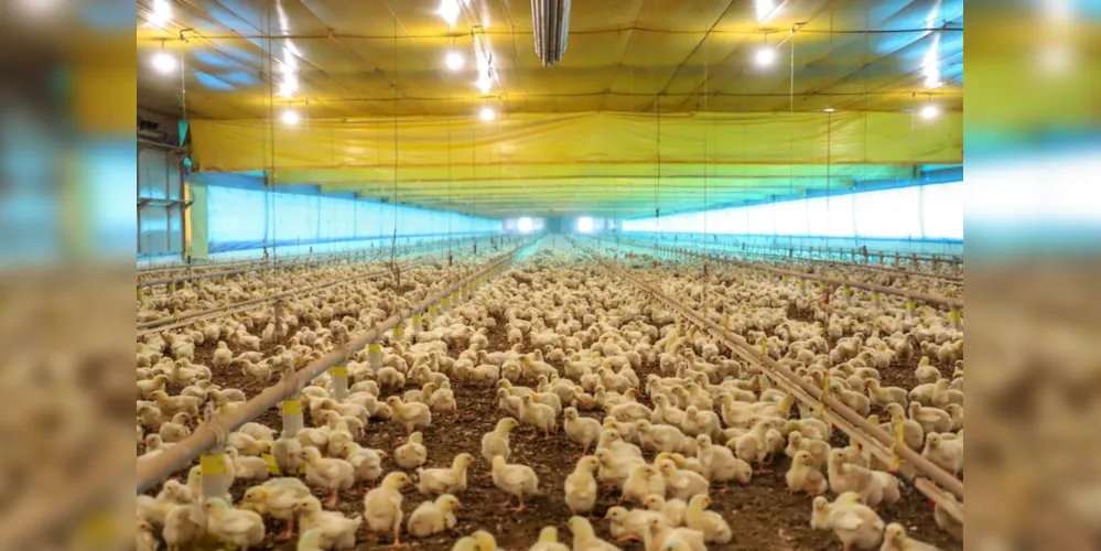 Paraná reforça ações de prevenção da gripe aviária